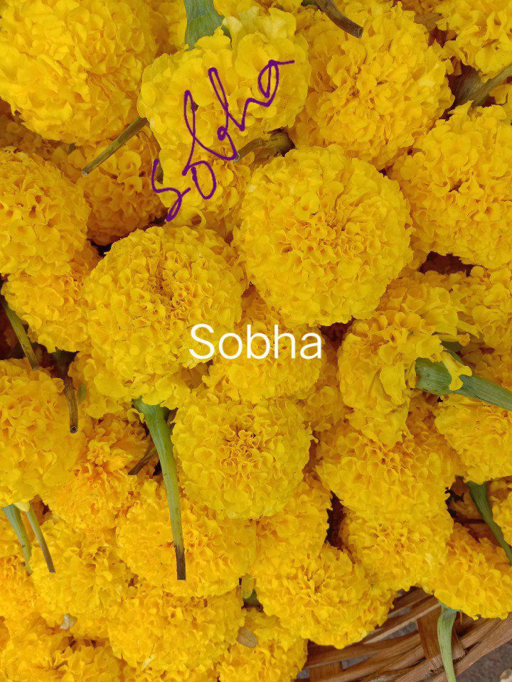 saas gali deve sasural genda phool saas gali deve sasural genda phool