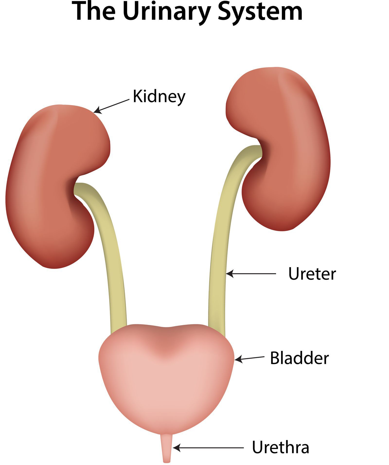 diagram of urinary tract