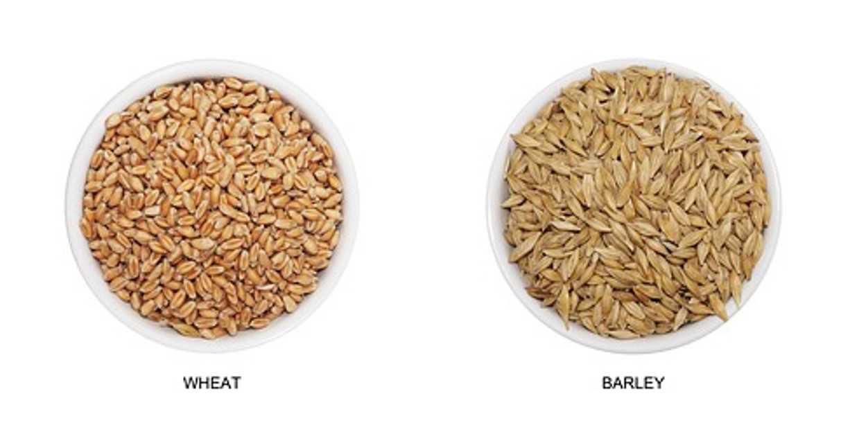 Pregnancy test at home with wheat and barley