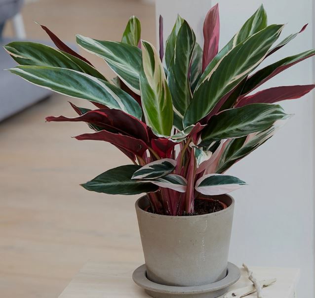 calathea